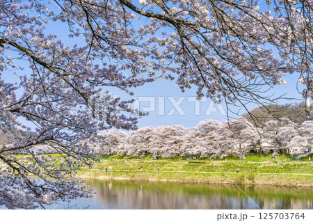 青空と白石川堤一目千本桜 さくら並木　宮城県大河原町 125703764