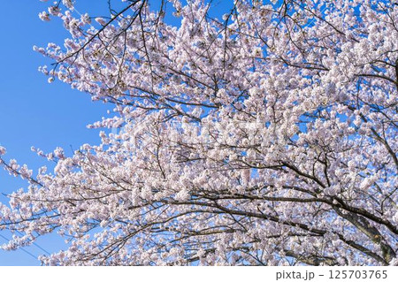 青空と白石川堤一目千本桜 さくら並木　宮城県大河原町 125703765