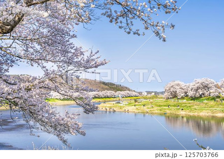 青空と白石川堤一目千本桜 さくら並木 宮城県大河原町 青空と白石川堤一目千本桜 さくら並木 宮城県大河原町 125703766