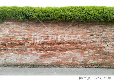 Old Brick Wall with Green Hedge on Top 125703816