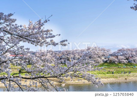 青空と白石川堤一目千本桜 さくら並木 宮城県大河原町 青空と白石川堤一目千本桜 さくら並木 宮城県大河原町 125703840
