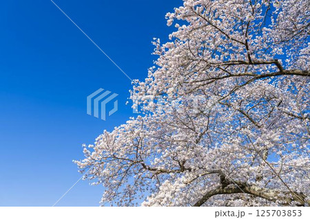 青空と白石川堤一目千本桜 さくら並木　宮城県大河原町 125703853