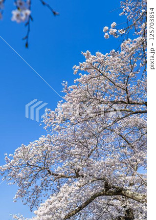 青空と白石川堤一目千本桜 さくら並木　宮城県大河原町 125703854