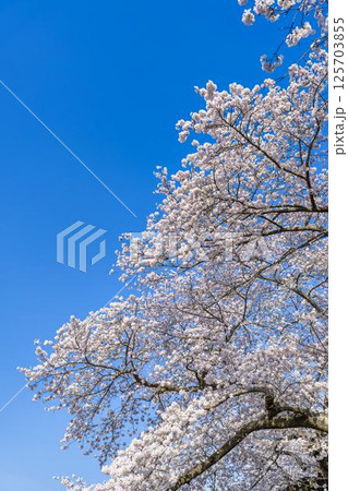 青空と白石川堤一目千本桜 さくら並木　宮城県大河原町 125703855