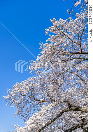 青空と白石川堤一目千本桜 さくら並木 宮城県大河原町 青空と白石川堤一目千本桜 さくら並木 宮城県大河原町 125703856