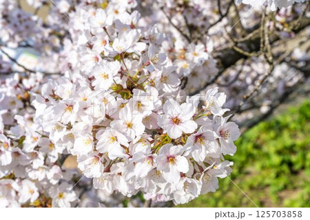 青空と白石川堤一目千本桜 さくら並木 宮城県大河原町 青空と白石川堤一目千本桜 さくら並木 宮城県大河原町 125703858