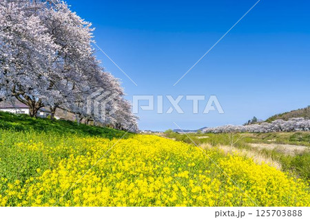 青空と白石川堤一目千本桜 さくら並木と菜の花 宮城県大河原町 青空と白石川堤一目千本桜 さくら並木と菜の花 宮城県大河原町 125703888