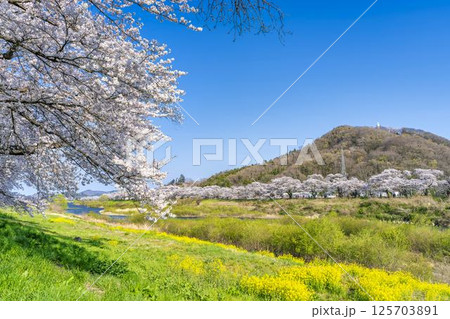 青空と白石川堤一目千本桜 さくら並木と菜の花　宮城県大河原町 125703891
