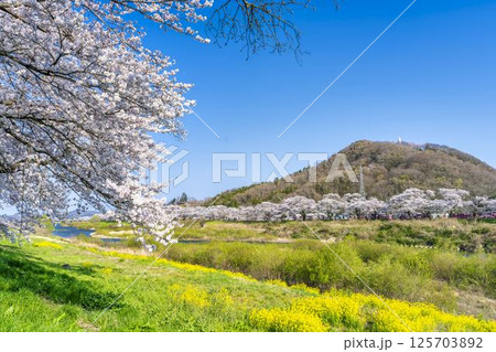 青空と白石川堤一目千本桜 さくら並木と菜の花　宮城県大河原町 125703892