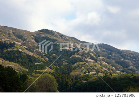 茨城県高峯の山桜 125703906