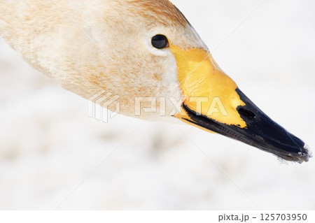 水草の色素に染まった北海道の春に訪れるハクチョウ 水草の色素に染まった北海道の春に訪れるハクチョウ 125703950