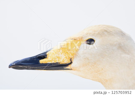 北海道の春に訪れるハクチョウ 125703952