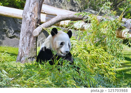笹を食べるジャイアントパンダ 笹を食べるジャイアントパンダ 125703988