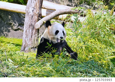 笹を食べるジャイアントパンダ 笹を食べるジャイアントパンダ 125703993