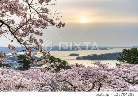 西行戻しの松公園の桜と松島湾 宮城県松島町 西行戻しの松公園の桜と松島湾 宮城県松島町 125704288