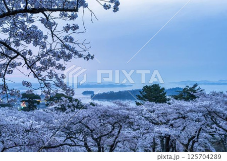西行戻しの松公園の桜と松島湾 宮城県松島町 西行戻しの松公園の桜と松島湾 宮城県松島町 125704289