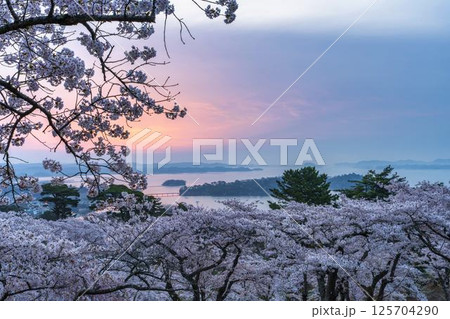 西行戻しの松公園の桜と松島湾　宮城県松島町 125704290