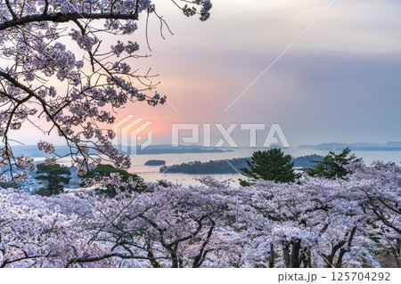 西行戻しの松公園の桜と松島湾 宮城県松島町 西行戻しの松公園の桜と松島湾 宮城県松島町 125704292