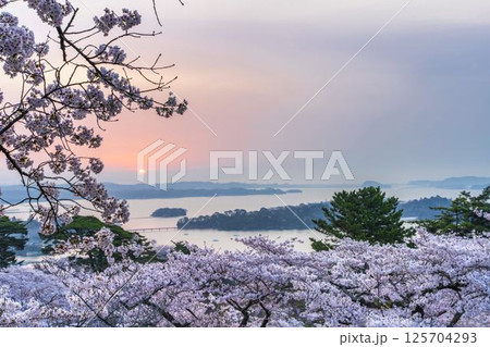 西行戻しの松公園の桜と松島湾 宮城県松島町 西行戻しの松公園の桜と松島湾 宮城県松島町 125704293