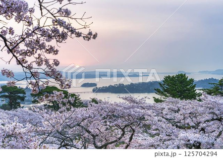 西行戻しの松公園の桜と松島湾 宮城県松島町 西行戻しの松公園の桜と松島湾 宮城県松島町 125704294