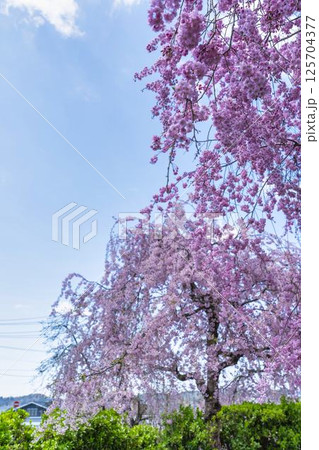 春の日中線のしだれ桜並木 福島県喜多方市 春の日中線のしだれ桜並木 福島県喜多方市 125704377