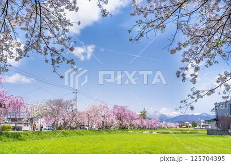 春の日中線のしだれ桜並木 福島県喜多方市 春の日中線のしだれ桜並木 福島県喜多方市 125704395