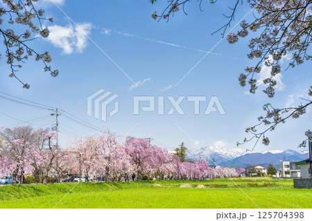 春の日中線のしだれ桜並木　福島県喜多方市 125704398