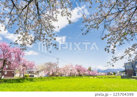 春の日中線のしだれ桜並木 福島県喜多方市 春の日中線のしだれ桜並木 福島県喜多方市 125704399