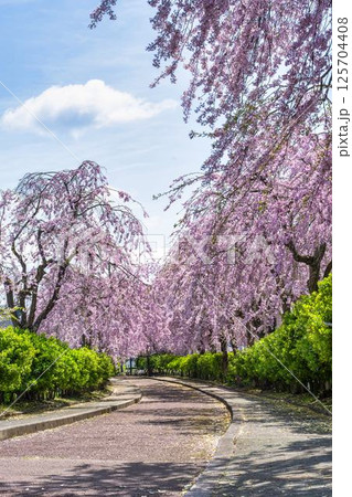 春の日中線のしだれ桜並木 福島県喜多方市 春の日中線のしだれ桜並木 福島県喜多方市 125704408