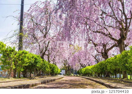 春の日中線のしだれ桜並木 福島県喜多方市 春の日中線のしだれ桜並木 福島県喜多方市 125704410