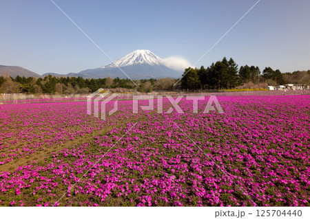 芝桜と富士山、長時間露光 125704440