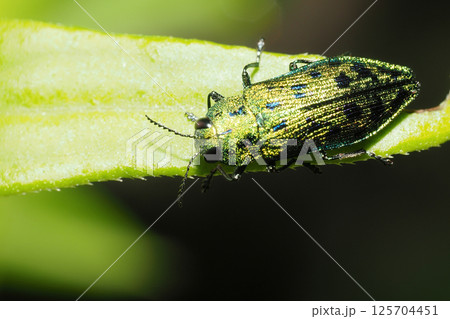 クロホシタマムシ 125704451