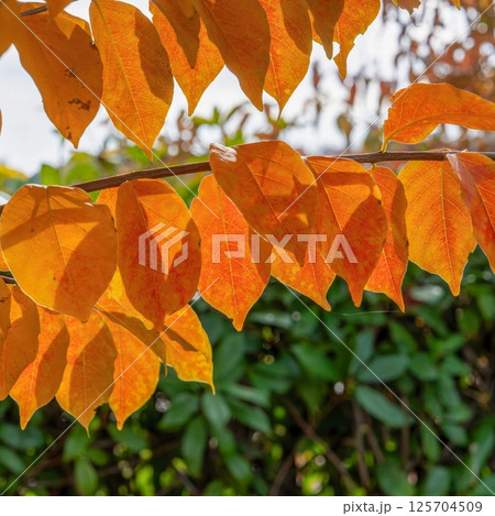 光を浴びて輝く百日紅(サルスベリ)の紅葉 125704509