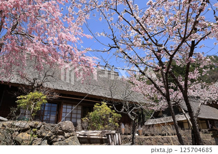 古民家と桜 125704685