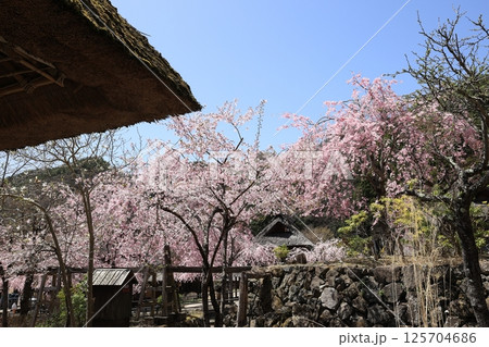 古民家と桜 125704686