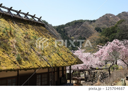 古民家と桜 125704687