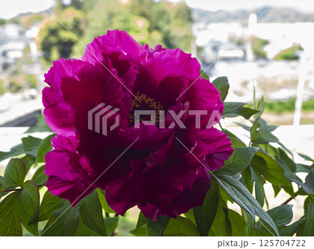 ベランダの牡丹の花が満開 125704722