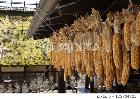 古民家の軒先に吊るされたトウモロコシ 125704723