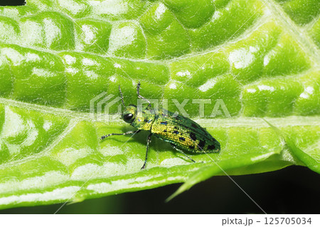 クロホシタマムシ 125705034