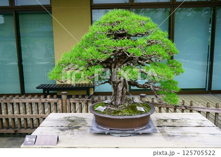 7824　盆栽　赤松　BONSAI 125705522