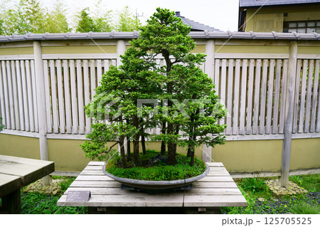 7826　盆栽　蝦夷松　BONSAI 125705525