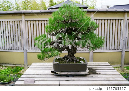 7829 盆栽 黒松 「羽衣の舞」 BONSAI 7829 盆栽 黒松 「羽衣の舞」 BONSAI 125705527