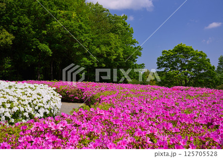 いちめんのツツジに覆われるあつぎつつじの丘公園 いちめんのツツジに覆われるあつぎつつじの丘公園 125705528