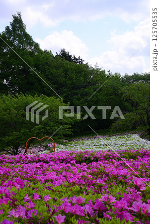いちめんのツツジに覆われるあつぎつつじの丘公園 いちめんのツツジに覆われるあつぎつつじの丘公園 125705535