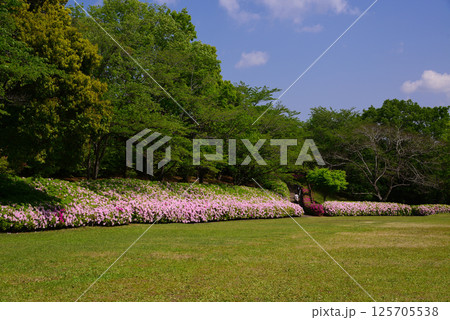 いちめんのツツジに覆われるあつぎつつじの丘公園 いちめんのツツジに覆われるあつぎつつじの丘公園 125705538
