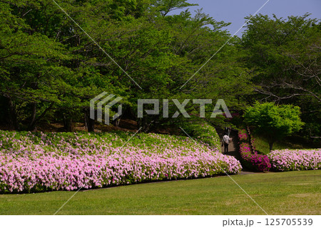いちめんのツツジに覆われるあつぎつつじの丘公園 125705539