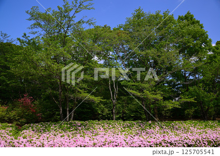 いちめんのツツジに覆われるあつぎつつじの丘公園 いちめんのツツジに覆われるあつぎつつじの丘公園 125705541