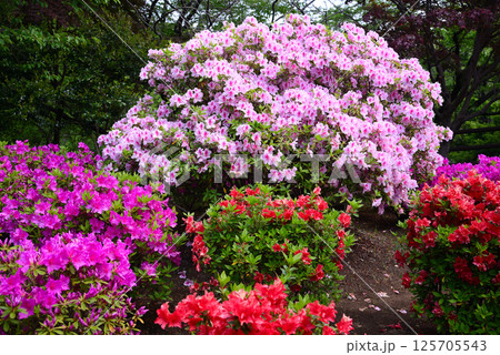 いちめんのツツジに覆われるあつぎつつじの丘公園 125705543