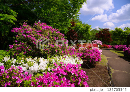 いちめんのツツジに覆われるあつぎつつじの丘公園 いちめんのツツジに覆われるあつぎつつじの丘公園 125705545