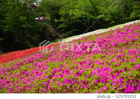 いちめんのツツジに覆われるあつぎつつじの丘公園 いちめんのツツジに覆われるあつぎつつじの丘公園 125705552